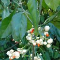 Euonymus atropurpureus P2B